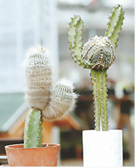 グラフティング