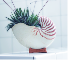 シェルサボテン